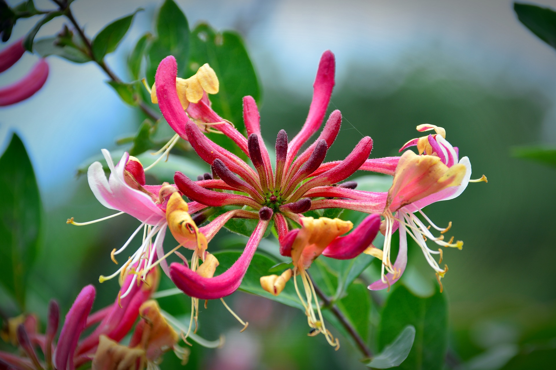 Blossom