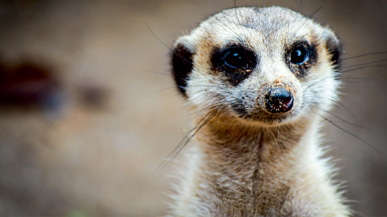 Meerkat 